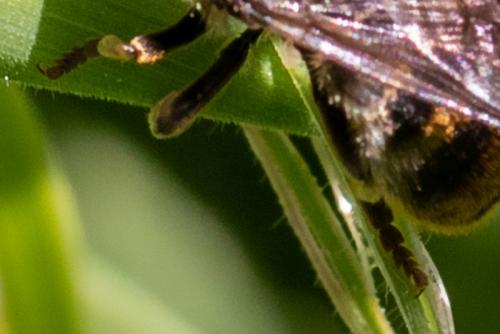 Microdon sp.